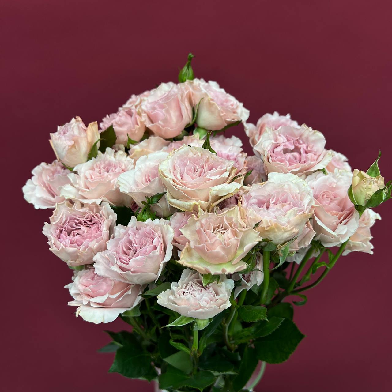 Кустовая роза Тесса нежно розовая