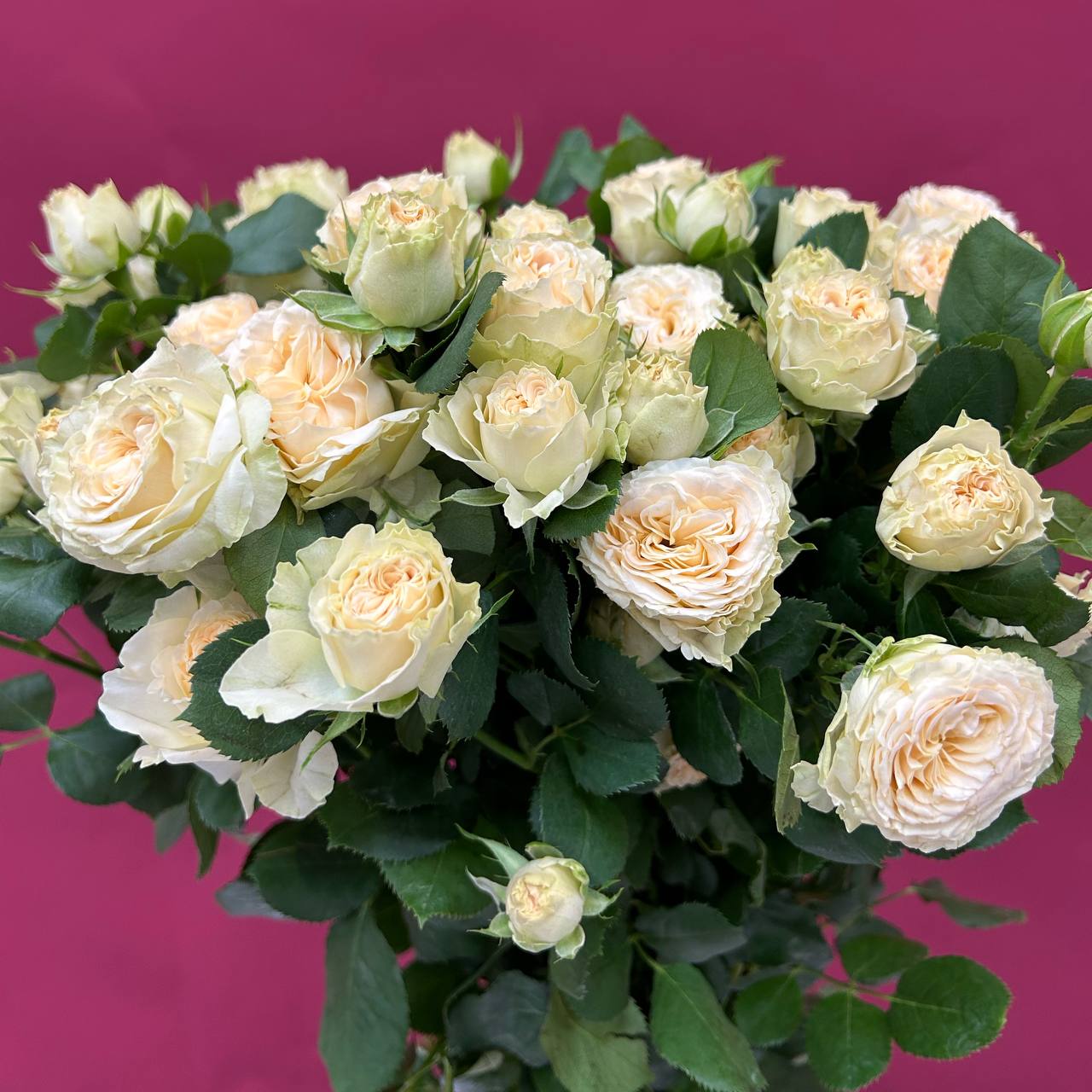 Кустовая роза Саммер Роуз