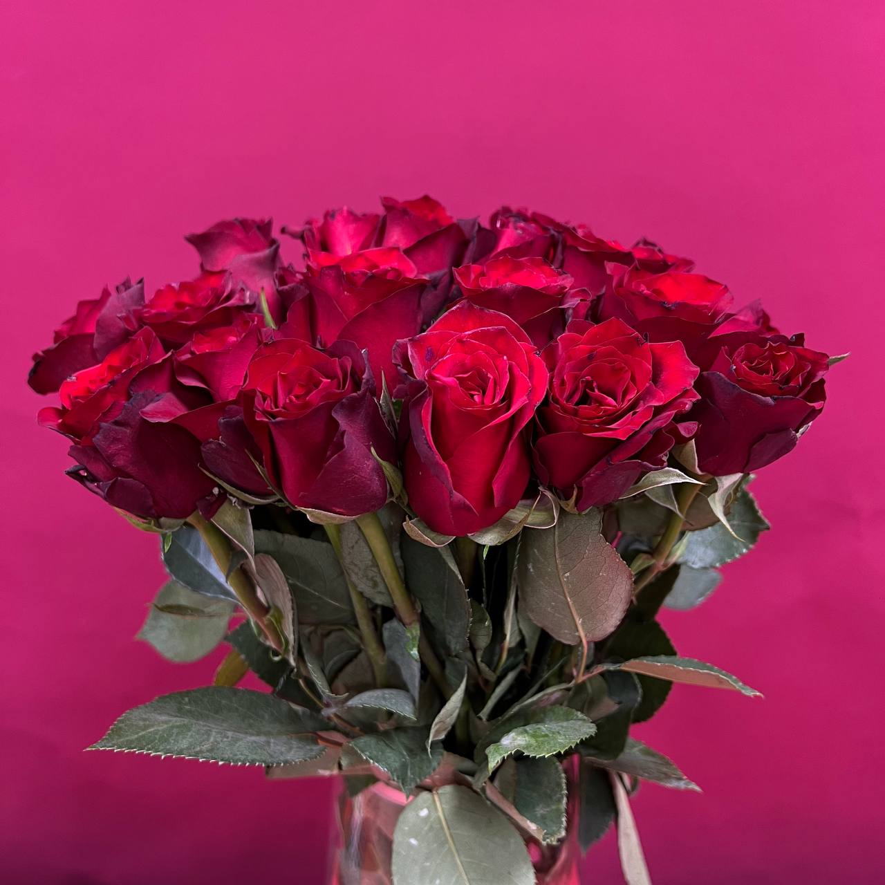 Роза Кения красная 40см