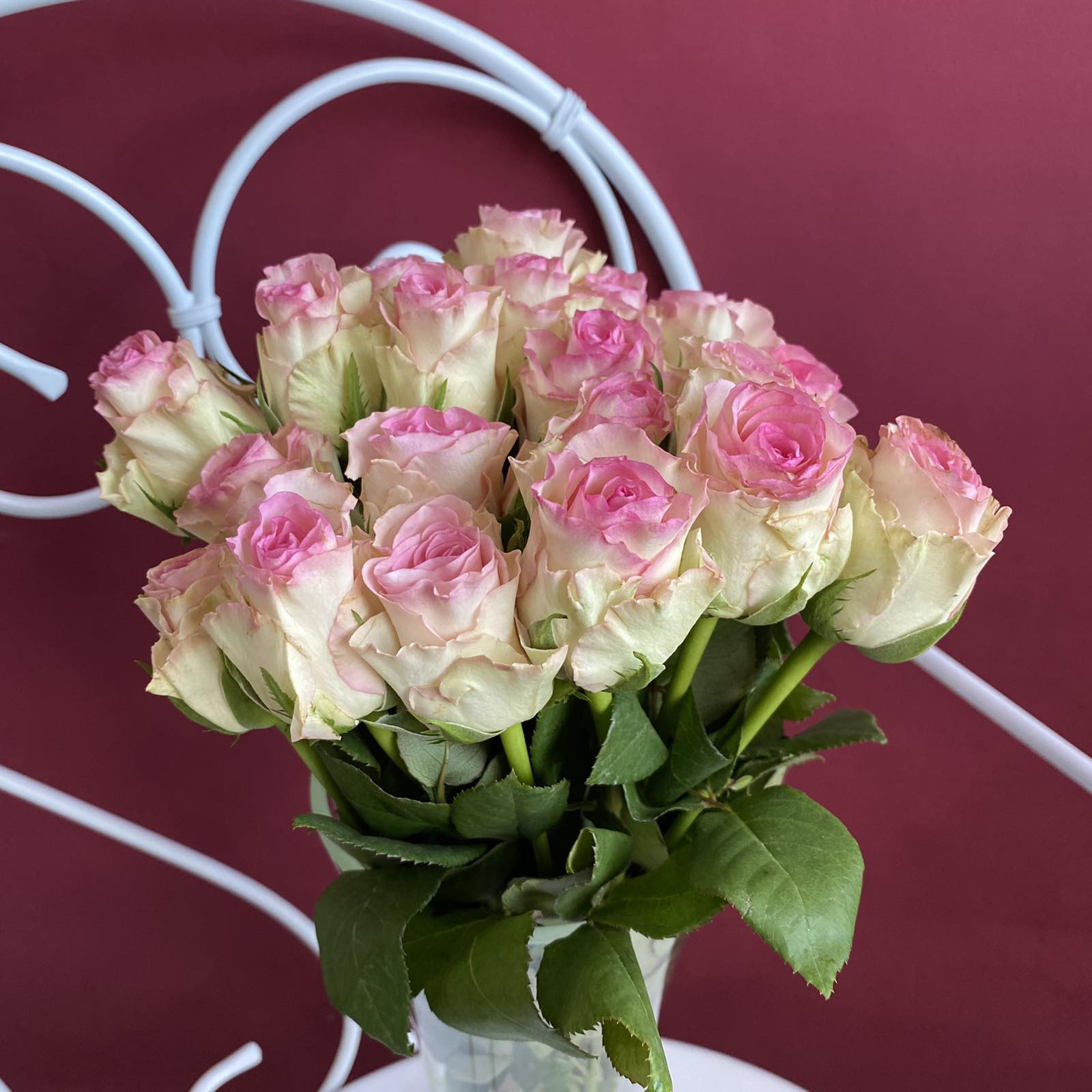 Роза Кения бело-розовая 35-40см