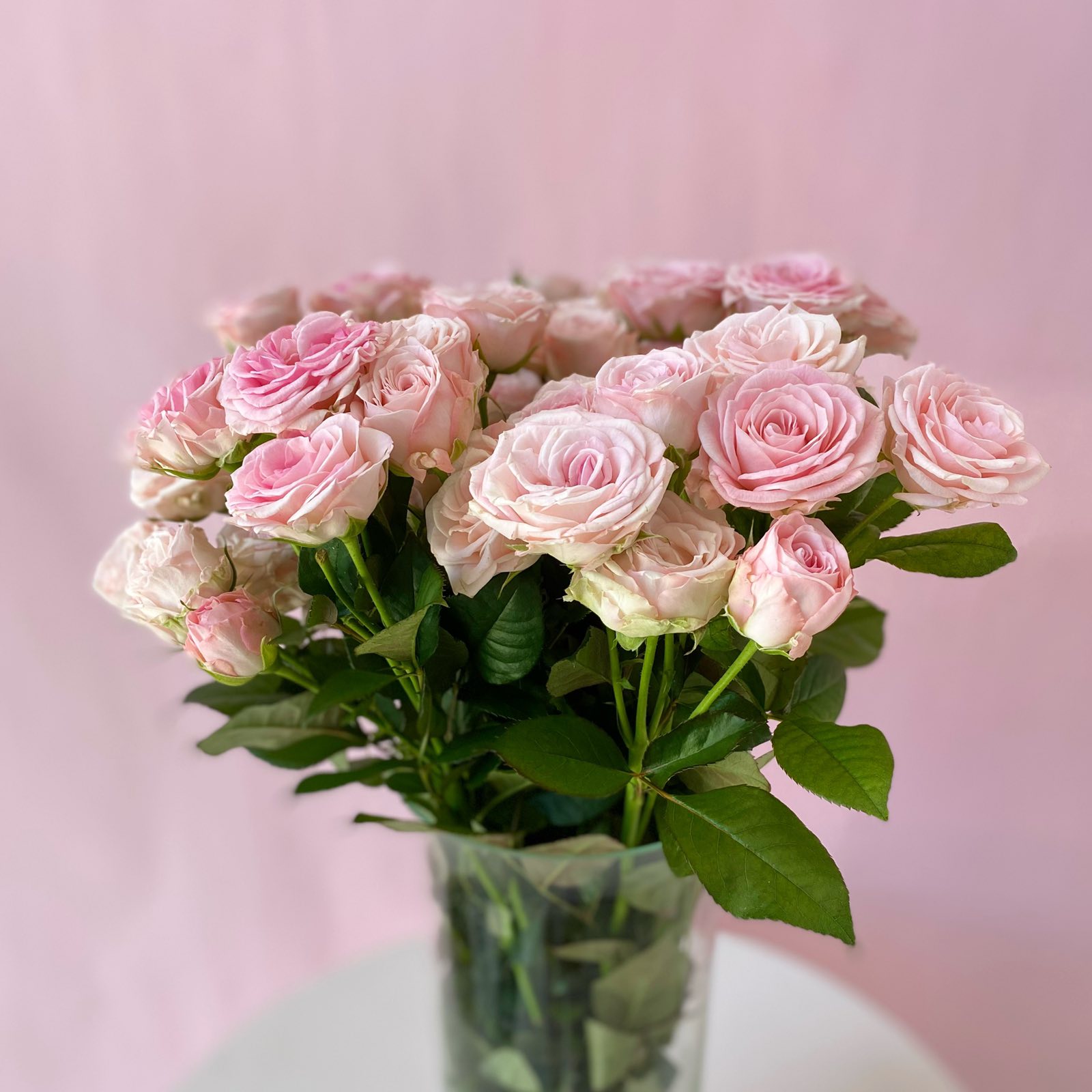 Роза куст Аэробика 50 см