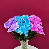 Хризантема кустовая Балтика крашенная