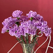 Гвоздика сиреневая